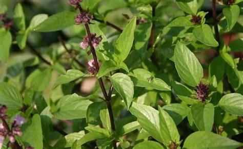 Different Types Of Tulsi And Basil Images Video Identify Benefits