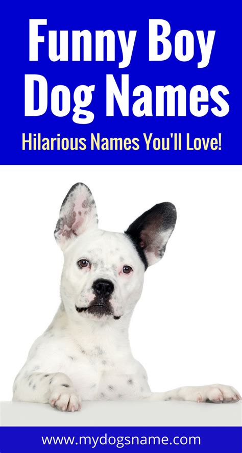 Boy dog names that contain hard consonants such as d, k, or t are much easier to heed. Names - My Dog's Name | Funny dog names, Boy dog names ...