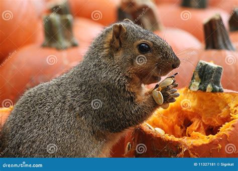 Brown Squirrel Snacking On Pumpkin Seeds Stock Image Image Of Fall
