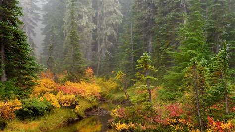 landscape, Forest, River Wallpapers HD / Desktop and Mobile Backgrounds