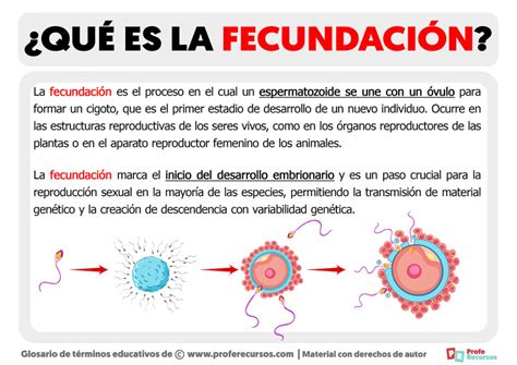 Qu Es La Fecundaci N Definici N De Fecundaci N