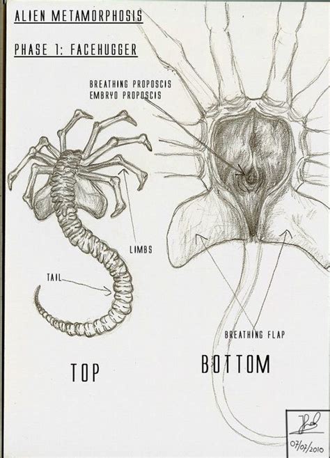 Alien Facehugger The Second Stage Of The Xenomorph Life Cycle After
