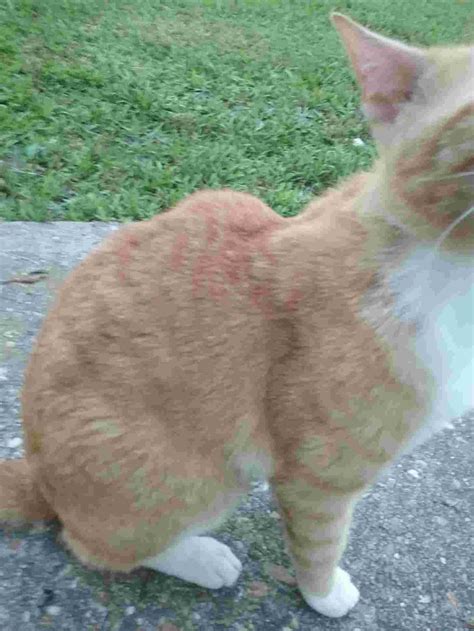 My Cat Has A Lump Or Bump On His Back Petcoach