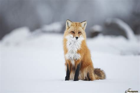Male Red Fox Vulpes Vulpes Sitting In The Snow In Winter Montreal