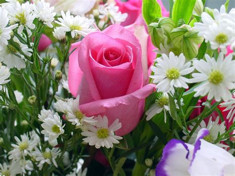 Download high quality flower pictures for your mobile, desktop or website. Fashion Girls Pakistan 2011: Pink Rose Flower Wallpapers NEw 2013