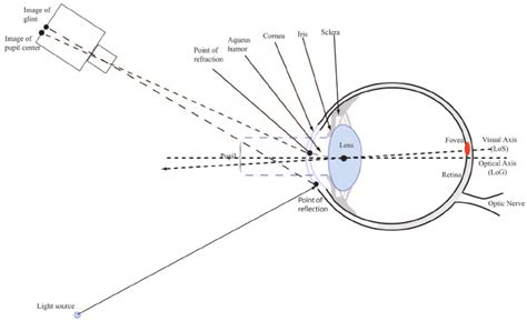 General Model Of The Structures Of The Human Eye Light Light Sources