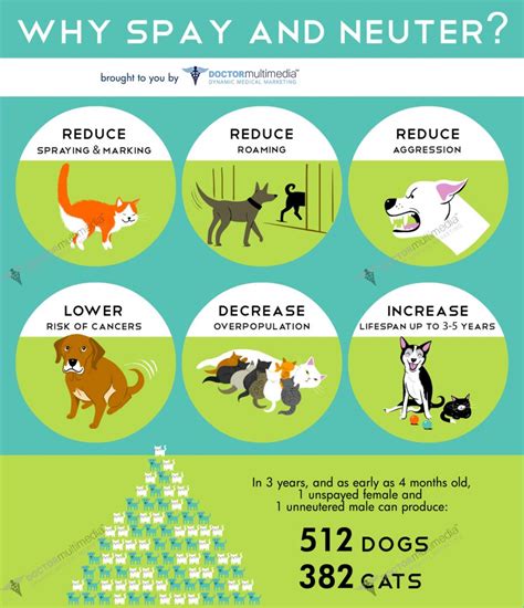 Share This Spay And Neuter Infographic Medical Websites And Healthcare Marketing Doctor Multimedia