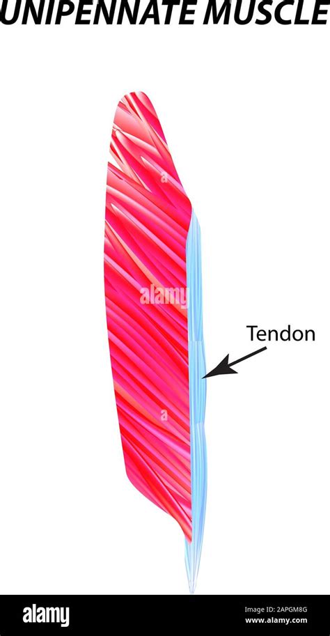 The Structure Of Skeletal Muscle Unipennate Muscle Tendon