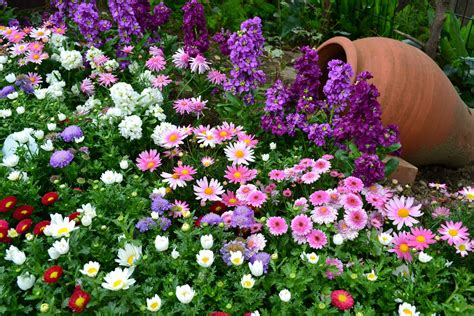 Fantastische Gartendeko Mit Chrysanthemen Types Of Flowers Diy Flowers