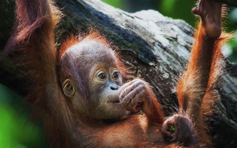 Orangutan Full Hd Wallpaper And Background Image