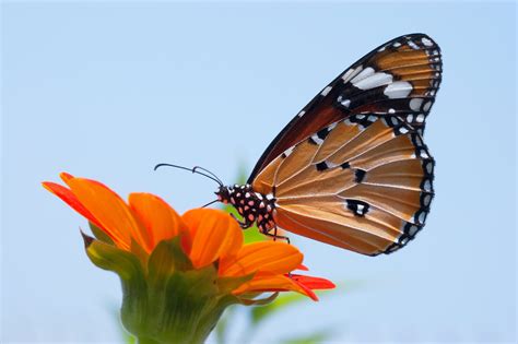 300 Beautiful Butterfly Pictures · Pexels · Free Stock Photos