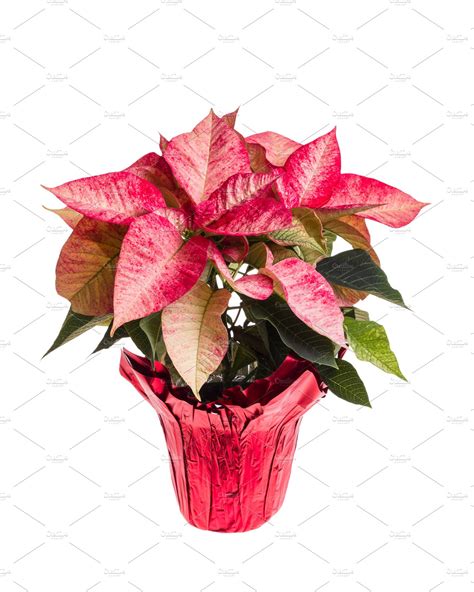 Pink Poinsettia Isolated On White High Quality Holiday Stock Photos