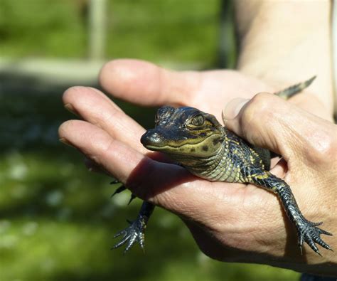 Baby Alligator Free Stock Photo Public Domain Pictures