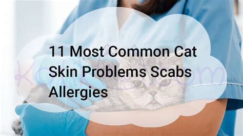11 Most Common Cat Skin Problems Scabs Allergies Kotikmeow