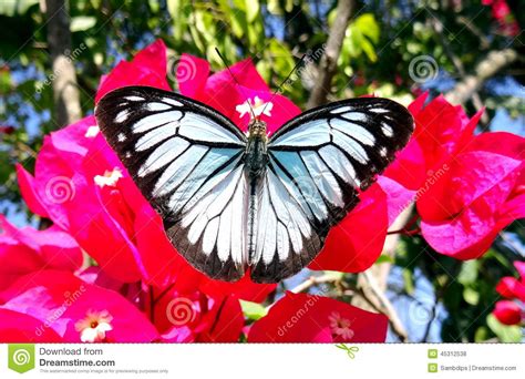 Black And White Butterfly Stock Photo Image Of Butterfly 45312538