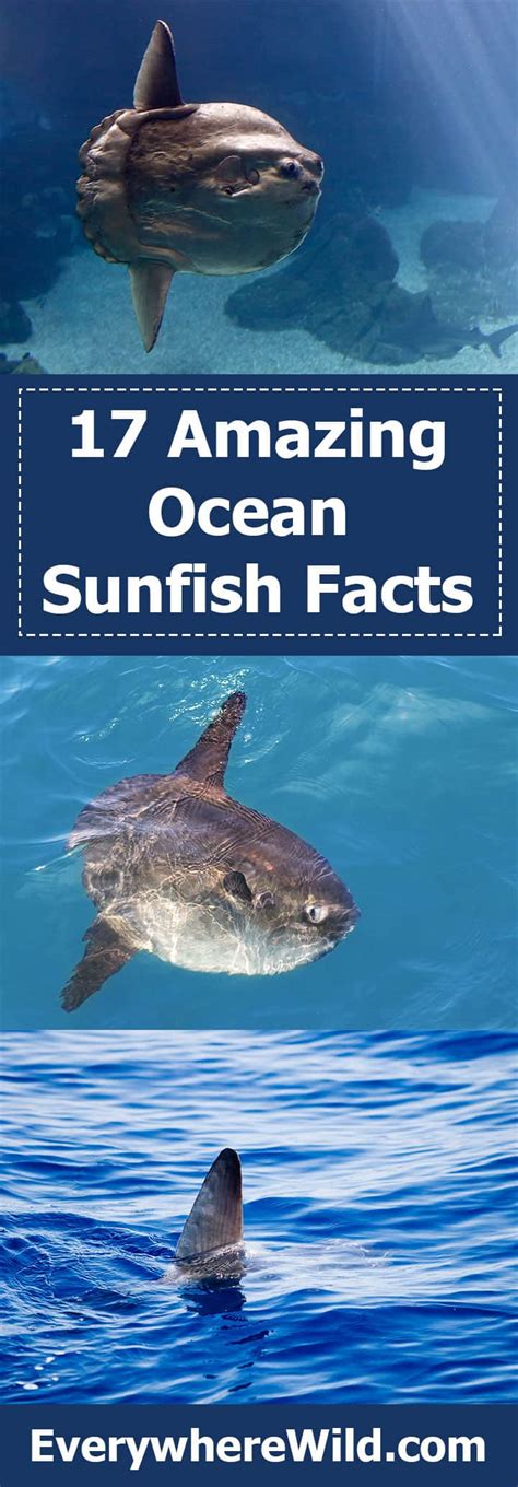 17 Amazing Ocean Sunfish Facts Mola Mola Guide Everywhere Wild