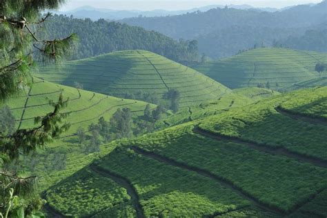 Rwanda's natural resources face growing pressures. kibeho rwanda landscape - Google Search