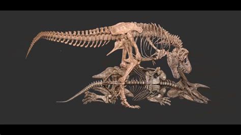 Tyrannosaurus Vs Triceratops Skeleton By Vitamin Imagination Youtube
