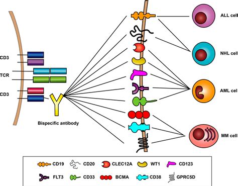 Targets Of Bispecific B Cell Recruiting Antibodies Cd19 And Cd20 Are Download Scientific