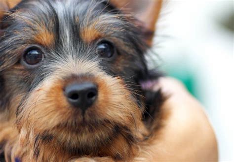 Breeding many akc champions and grand champions. Silky Terrier Puppies For Sale - AKC PuppyFinder