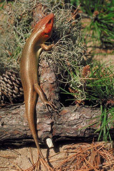 All Kinds Of Lizards That Live In Illinois Animals Momme