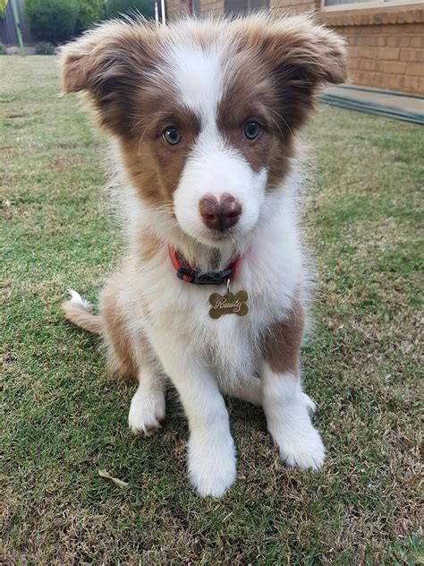 Rusty The Border Collie Puppy Boarder Collie Puppy Red Merle Border