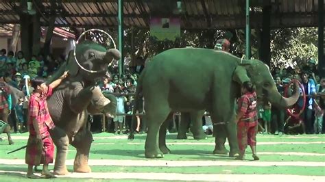 ช้างน้อยน่ารักเล่นห่วงยาง - YouTube