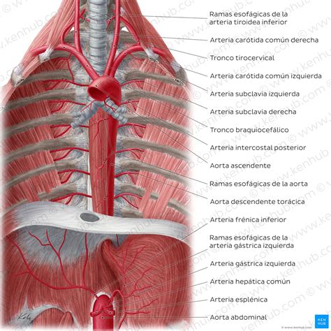 Esófago Anatomía Esfínteres Arterias Venas Nervios Kenhub