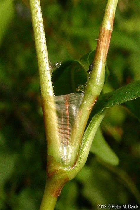 Normanskill trail — july 2009. Persicaria pensylvanica (Pennsylvania Smartweed ...