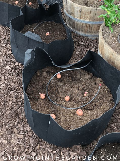 Almost any large container works well as a potato garden. How to Grow Potatoes in Containers in 2020 | Grow potatoes ...
