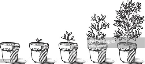 The illustration is available for download in high resolution quality up to 4167x4167 and in. Potted Plant Growing Timelapse Drawing High-Res Vector ...