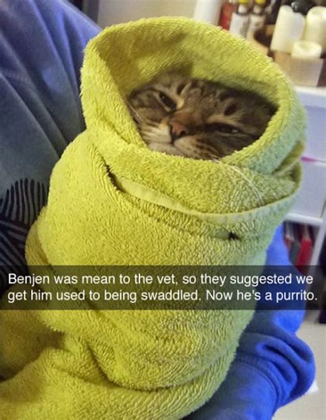 The Funniest Pictures Of Todays Internet Funny Animal Jokes Funny Cat