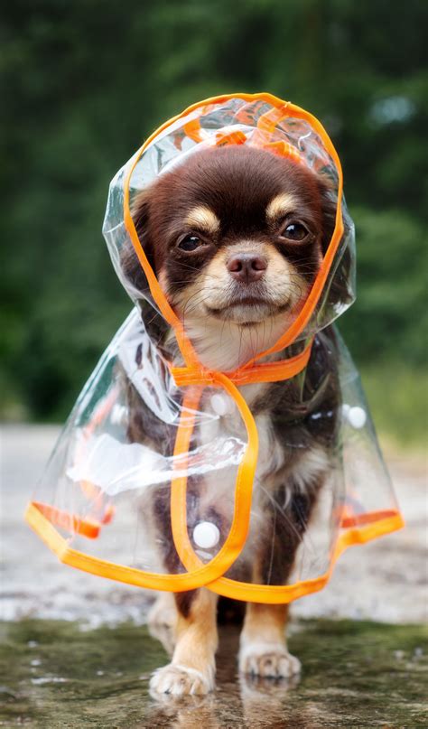 Funny Chihuahua Dog Posing In A Raincoat Outdoors By A Puddle Cute