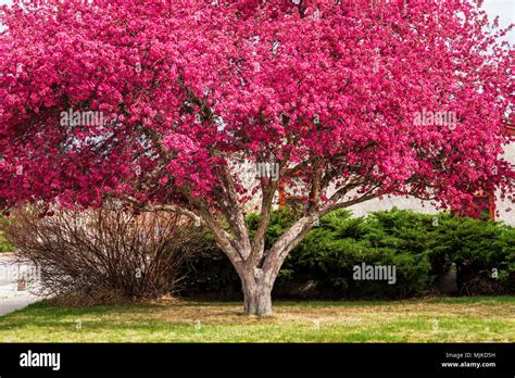 Crabapple Tree In Full Pink Springtime Bloom Salida Colorado Usa