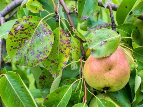 3 Reasons Pear Trees Get Black Leaves And How To Fix It Couch To
