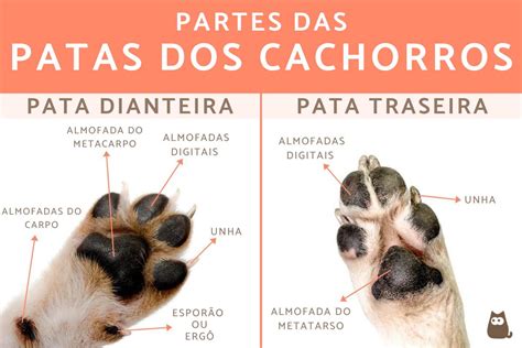 Anatomia Da Pata Dos Cachorros Guia Completo
