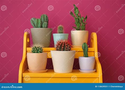 Beautiful Cacti In Flowerpots On Stand Stock Image Image Of