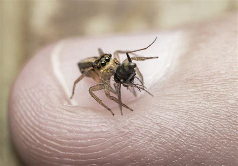 Cricket Spiders Stock Image Image Of Weta Brown Macro 26113885