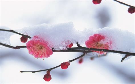 Winter Flower Desktop Wallpapers Top Free Winter Flower Desktop