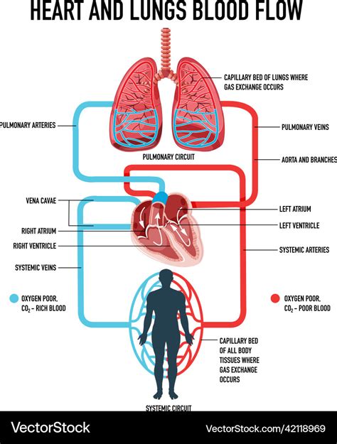 Diagram Showing Heart And Lungs Blood Flow Vector Image