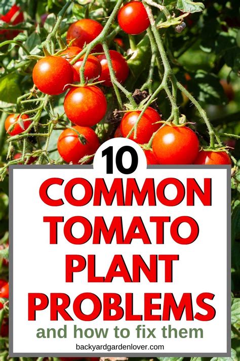 Common Tomato Plant Problems And How To Fix Them Plant Problems