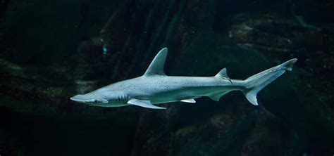 Home Shark Aquarium