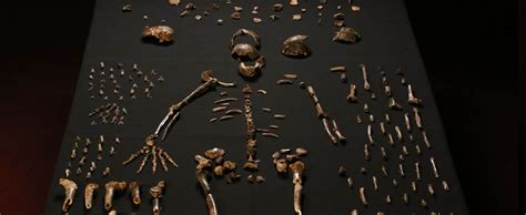 Homo naledi, extinct species of hominin, known from 1,500 fossil specimens from a cave complex in south africa. Ecco Homo naledi, una nuova specie del genere umano - Wired