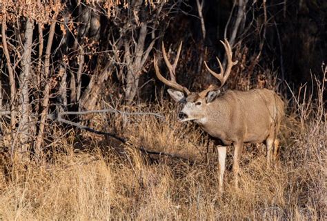 A Massive Mule Deer Buck In A Field During Autumn Stock Photo Image