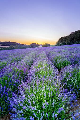 Sunset Over Lavender Field Stock Photo Download Image Now Lavender