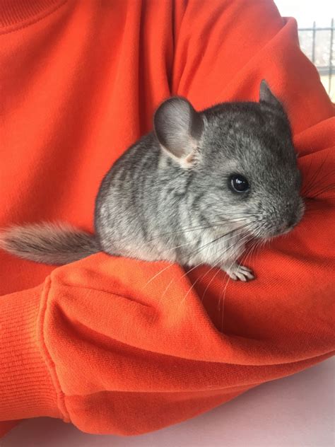 I have two chinchillas i need to rehome. Baby chinchilla for sale | Ongar, Essex | Pets4Homes