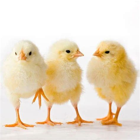 Poultry Farm Chicks At Rs 52unit New Items In Lucknow Id 16128828555