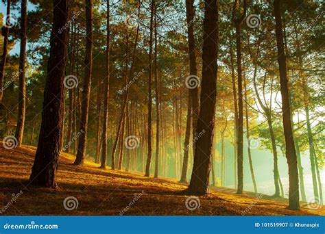 Sun Rise At Pang Ung Pine Forest Stock Photography