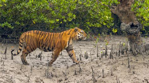In The Sundarbans The Bengal Tiger Is Always Watching You Roundglass