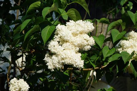Bush Of White Lilac Blooms In May Berlin Germany Stock Image Image